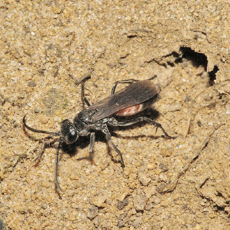 Evagetes crassicornis filling in the second burrrow