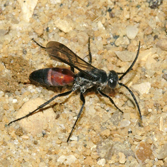 Evagetes dubius has darker colouring