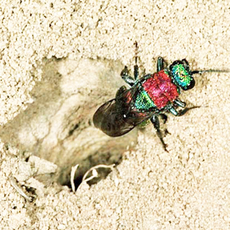 Her work done, Hedychrum nobile exits a burrow