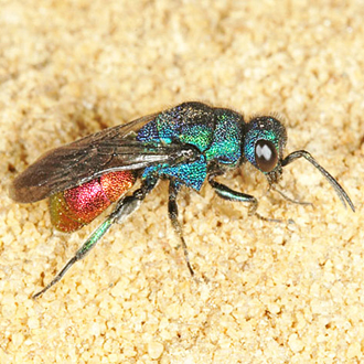 Male Hedychrum nobile, showing the characteristic lack of red on the thorax