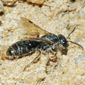 Female Lasioglossum minutissimum, one of the smallest of the genus