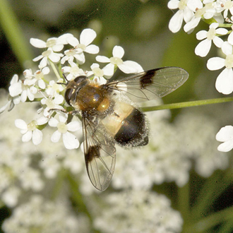 Leucozona lucorum is a characteristic spring species