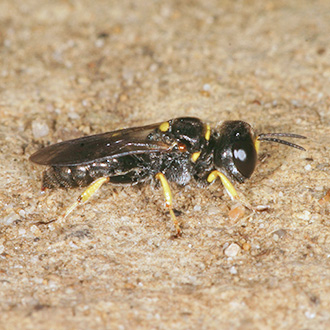 Lindenius panzeri is suited by compacted soil