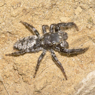 Male jumping spider Marpissa muscosa