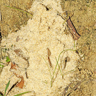 Burrows are long, with a lot of spoil created