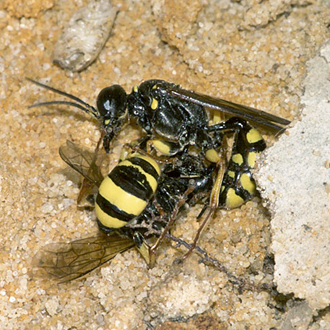 In extreme cases fierce fights can occur