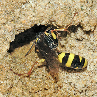 Burrowing is quickly effected - note the way the hind legs act as a brace