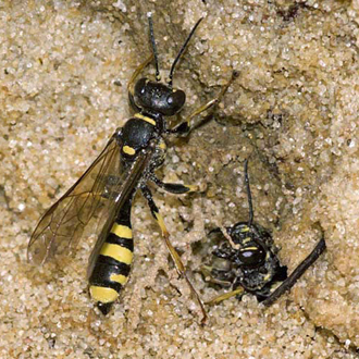 Burrows are defended vigorously against interlopers