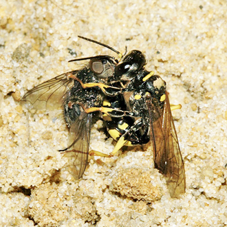 Prey receives a sting on the underside of the thorax