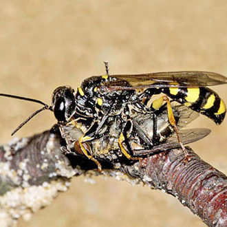 The fly is slung underneath the wasp for transportation