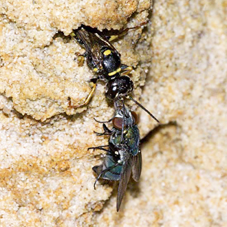 Prey is always pulled into the burrow backwards