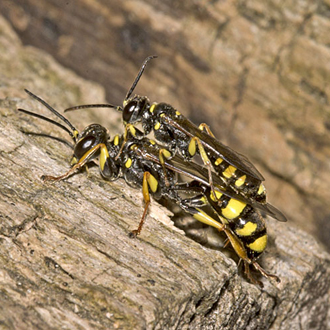 A pair coupling, showing how much smaller the male is than the female