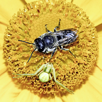 Unable to close the circle on a male Osmia rufa, this Misumena vatia had to wait for smaller prey