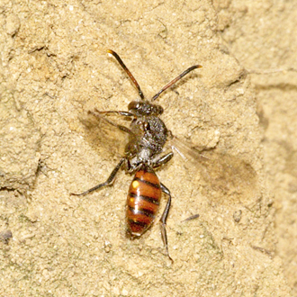 Nomada fabriciana has two broods