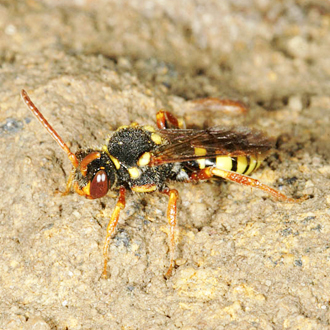 Nomada fulvicornis is a Red Data Book cuckoo bee