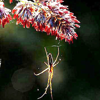 Orb-web spider (Tetragnatha extensa) on Timothy grass