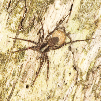 Another species, a Lycosid spider (Pardosa lugubris), with her egg sac
