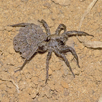 Lycosid spider (Pardosa sp) ferrying young on the back