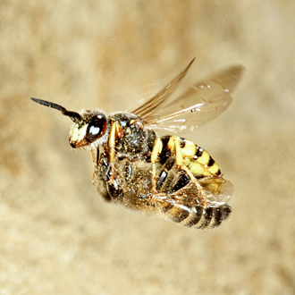 Flying towards the burrow with prey almost as large as the wasp