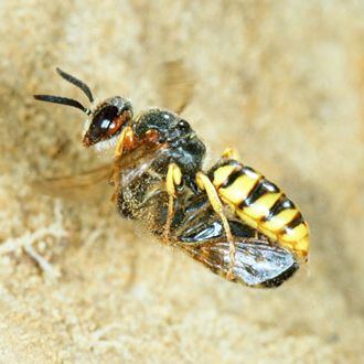 One Beewolf nest can contain more than 100 Honeybees