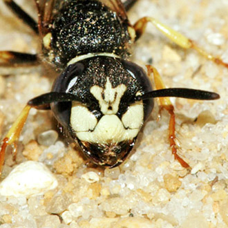 Males have even more extensive pale markings