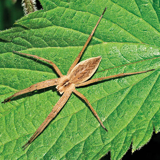 Wolf spider (Pisaura mirabilis), typically basking in the sun