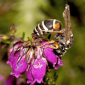 Nectaring occurs principally on Bell Heather