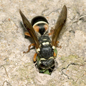 Female Purbeck Mason Wasp carrying a caterpillar into her burrow