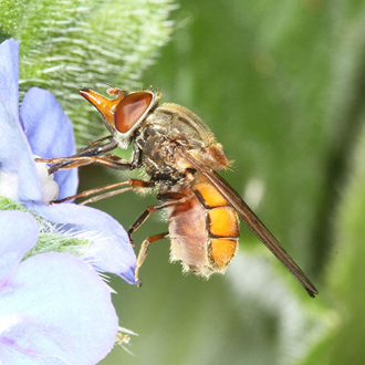 Rhingia campestris has a distinctive long snout