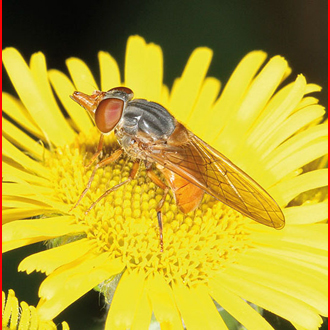 Rhingia rostrata is scarcer than Rhingia campestris