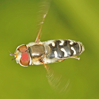 A ghostly male Scaeva pyrastri
