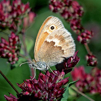 Wild, fine-leaved grass suits the Small Heath (Coenonympha pamphilus)