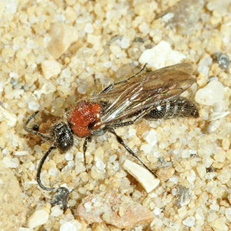 Male Smicromyrme rufipes always have wings