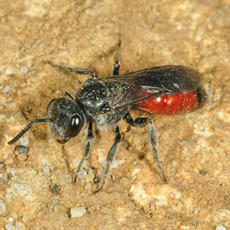 Female Sphecodes ephippius