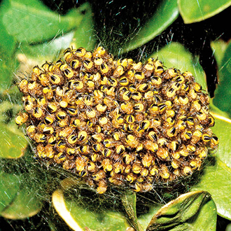 Cross Spider's spiderlings, bunched together before the diaspora