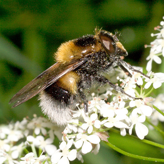 Volucella bombylans plumata, another bumblebee mimic