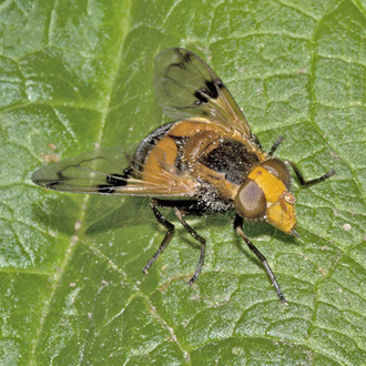 Volucella inflata is not associated with bee or wasp nests