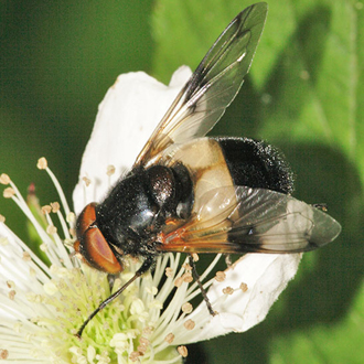 Unlike the rest of the genus, Volucella pellucens does not resemble a wasp or bee