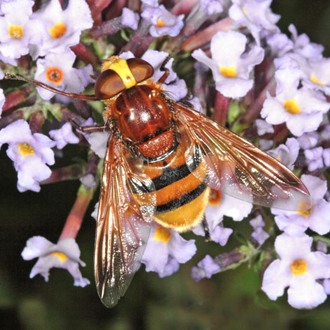 Volucella zonaria, a Hornet mimic and the largest British hoverfly