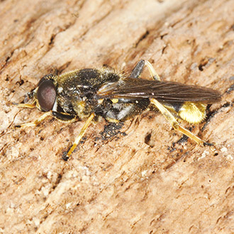 Xylota sylvarum, whose larvae live in decaying roots