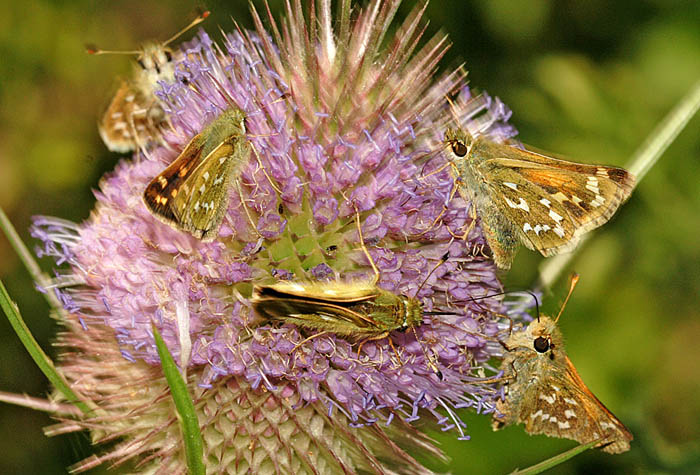 Silver-spotted Skippers (Hesperia comma) taking nectar from Teasel