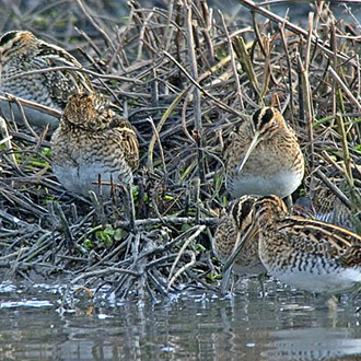 Common Snipe can gather in sizeable groups