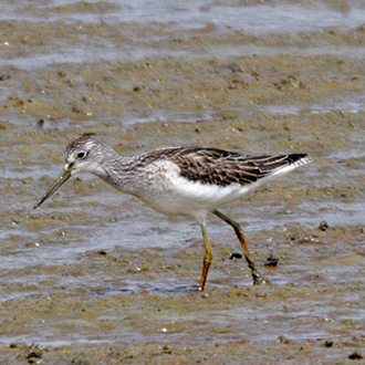 Greenshank (Tringa nebularia) are passage or wintering birds in the south