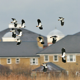 Lapwing (Vanellus vanellus) in flight at Wetland Centre, London
