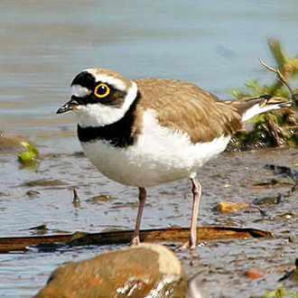 Little Ringed Plovers (Charadrius dubius) are recent colonists